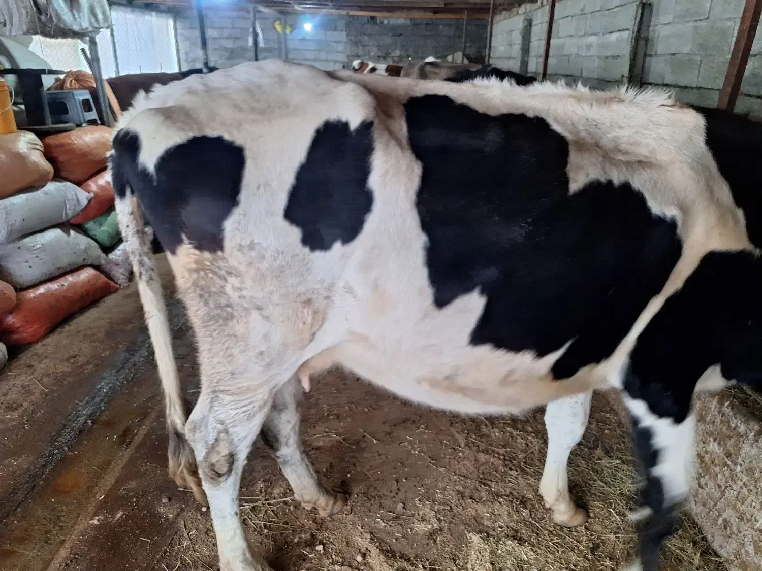 گاو هولشتاین 3ماه حامله|حیوانات مزرعه|چوبر, |دیوار