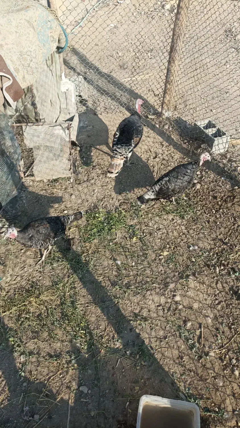 بوقلمون|حیوانات مزرعه|کوه چنار, |دیوار