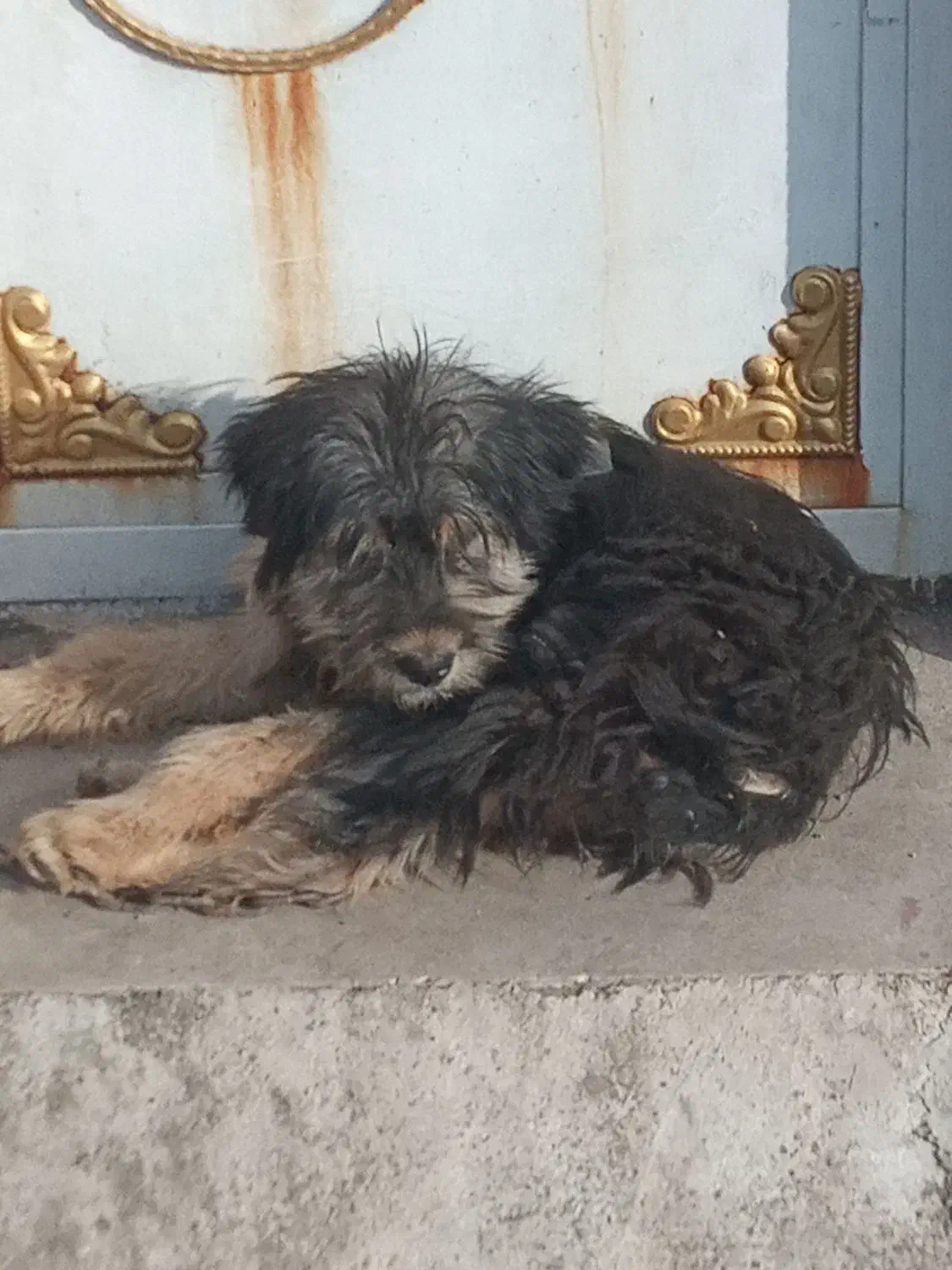 سگ پودل|سگ|خشکبیجار, |دیوار