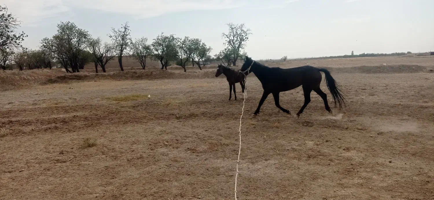 اسب مادیان|اسب و تجهیزات اسبسواری|محمدیه-قزوین, |دیوار
