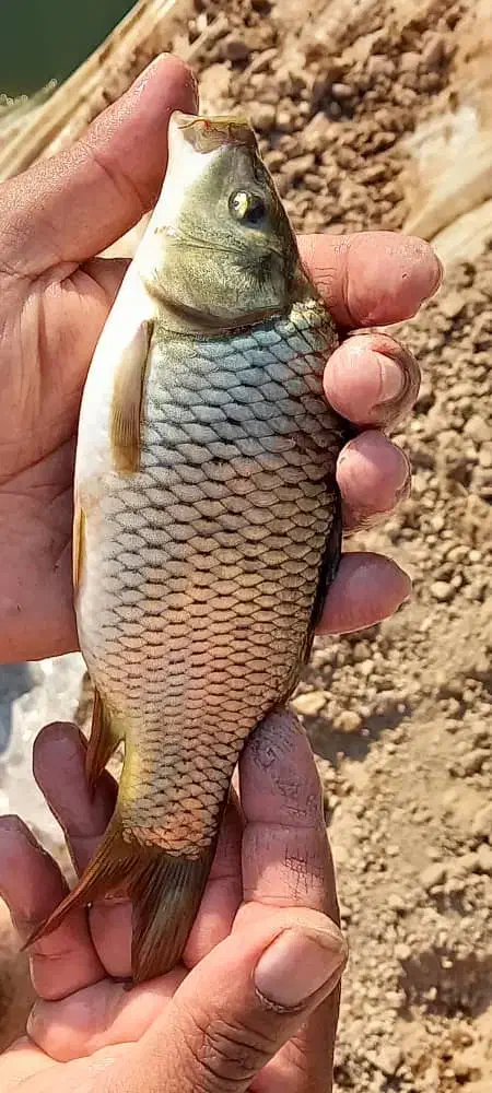 بچه ماهی کپور|ماهی|دزفول, |دیوار