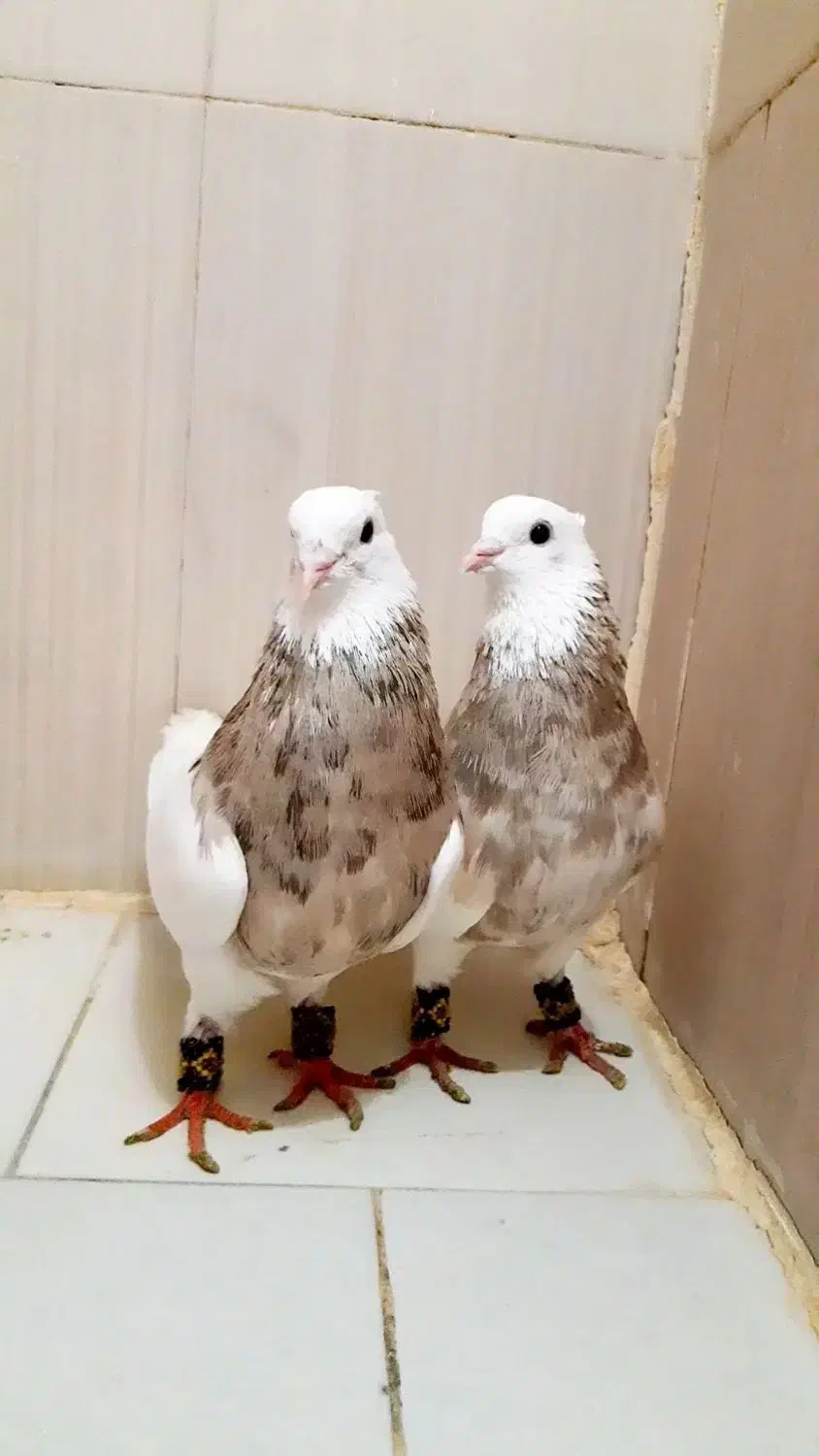 طوقی|پرنده|هشتگرد, شهرک ارم شرقی|دیوار