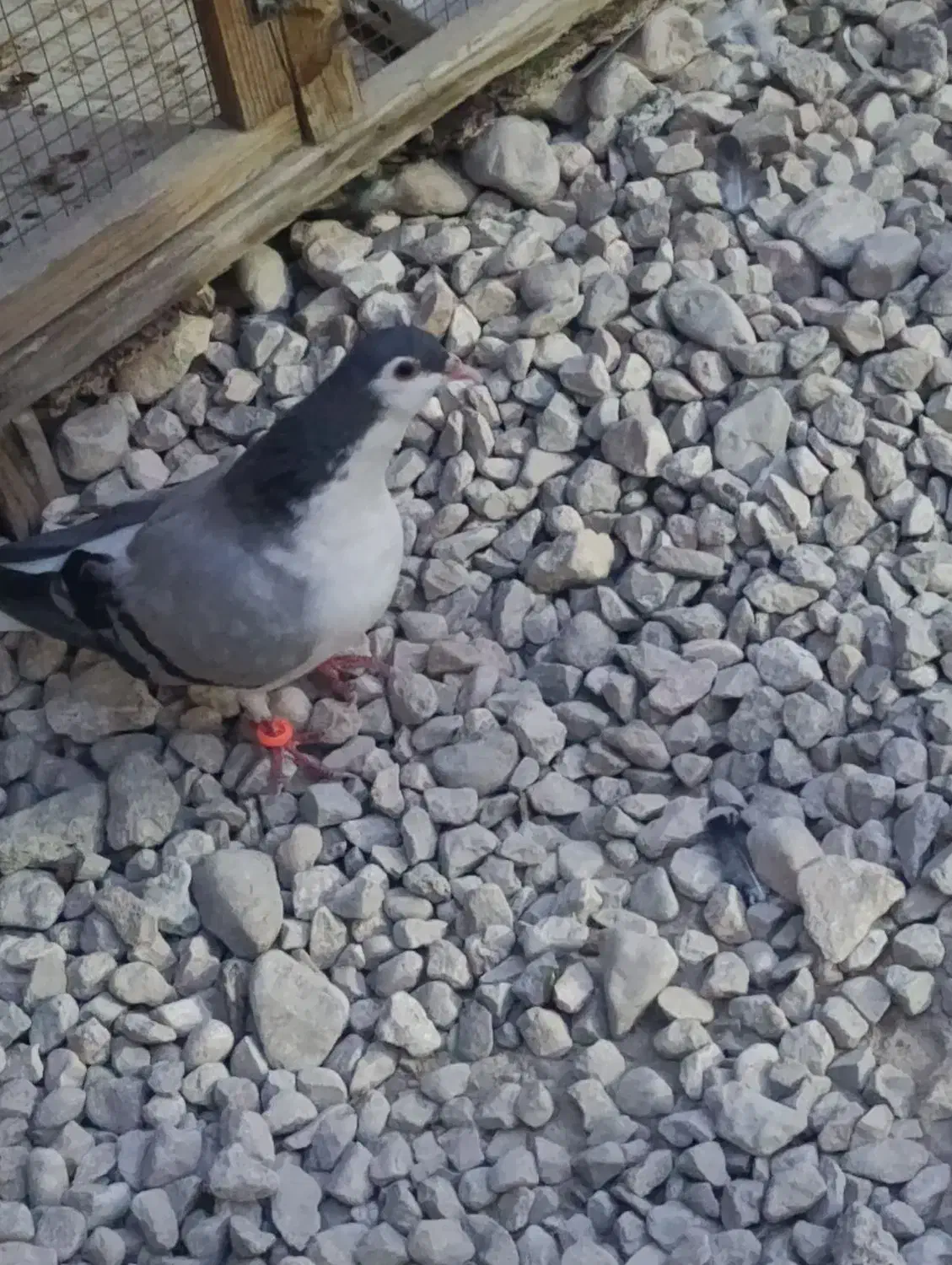 کبوتر خوش رنگ شهری|پرنده|خورموج, |دیوار