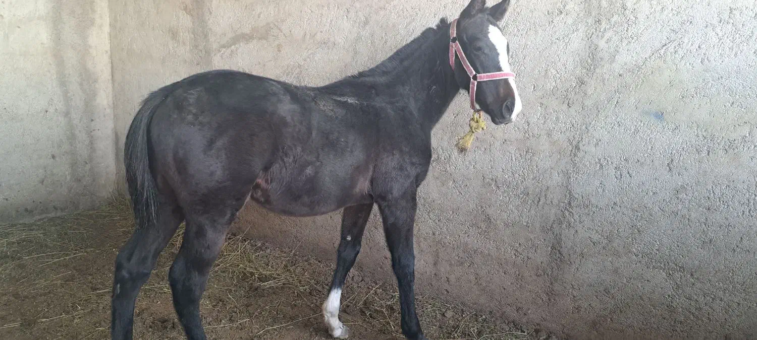 کره اسب|اسب و تجهیزات اسبسواری|تاتار علیا, |دیوار