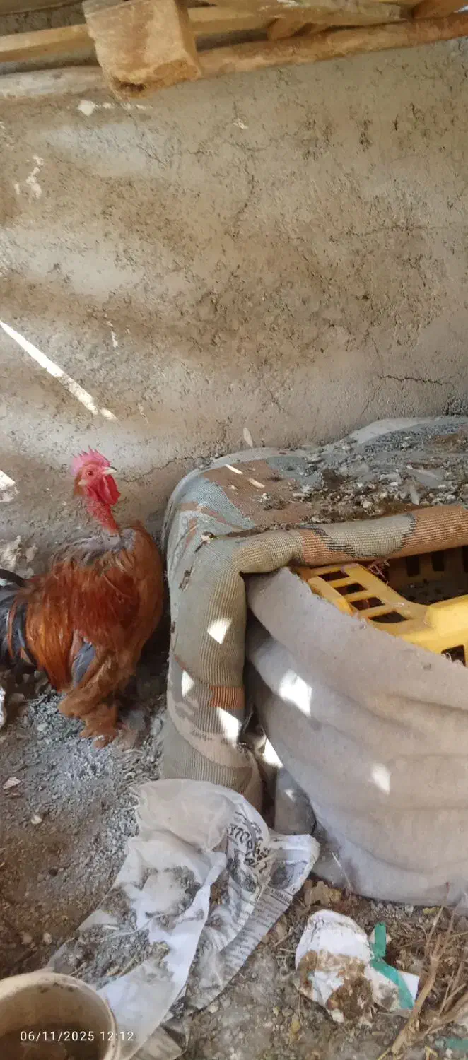 سرگرمی فراغت حیوانات|حیوانات مزرعه|ماهدشت, |دیوار