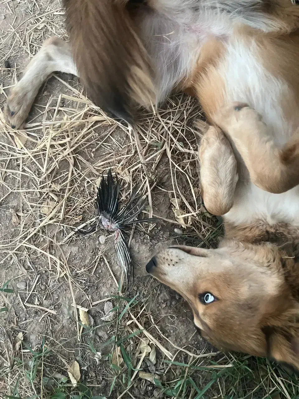 واگذاری|سگ|اهواز, آریاشهر|دیوار