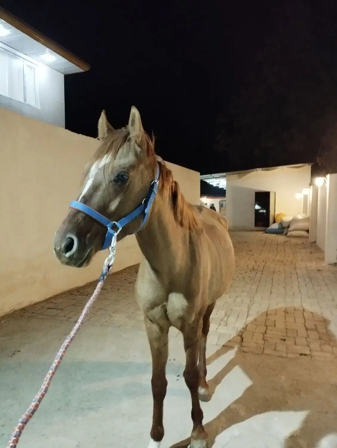 اسب ترکمن پرشی|اسب و تجهیزات اسب‌سواری|خرمدره, |دیوار