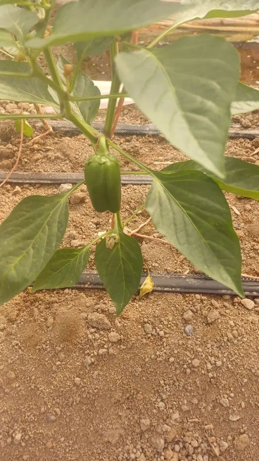 کارگر جهت گلخانه|استخدام سرایداری و نظافت|اصفهان, زیار|دیوار