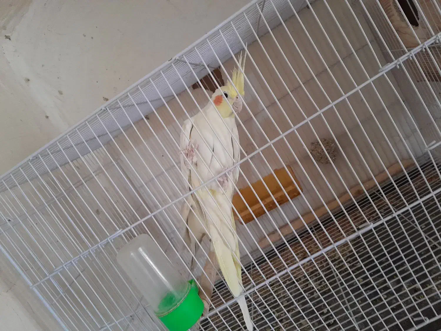 جفت عروس لتینو مولد به شرط|پرنده|تایباد, |دیوار