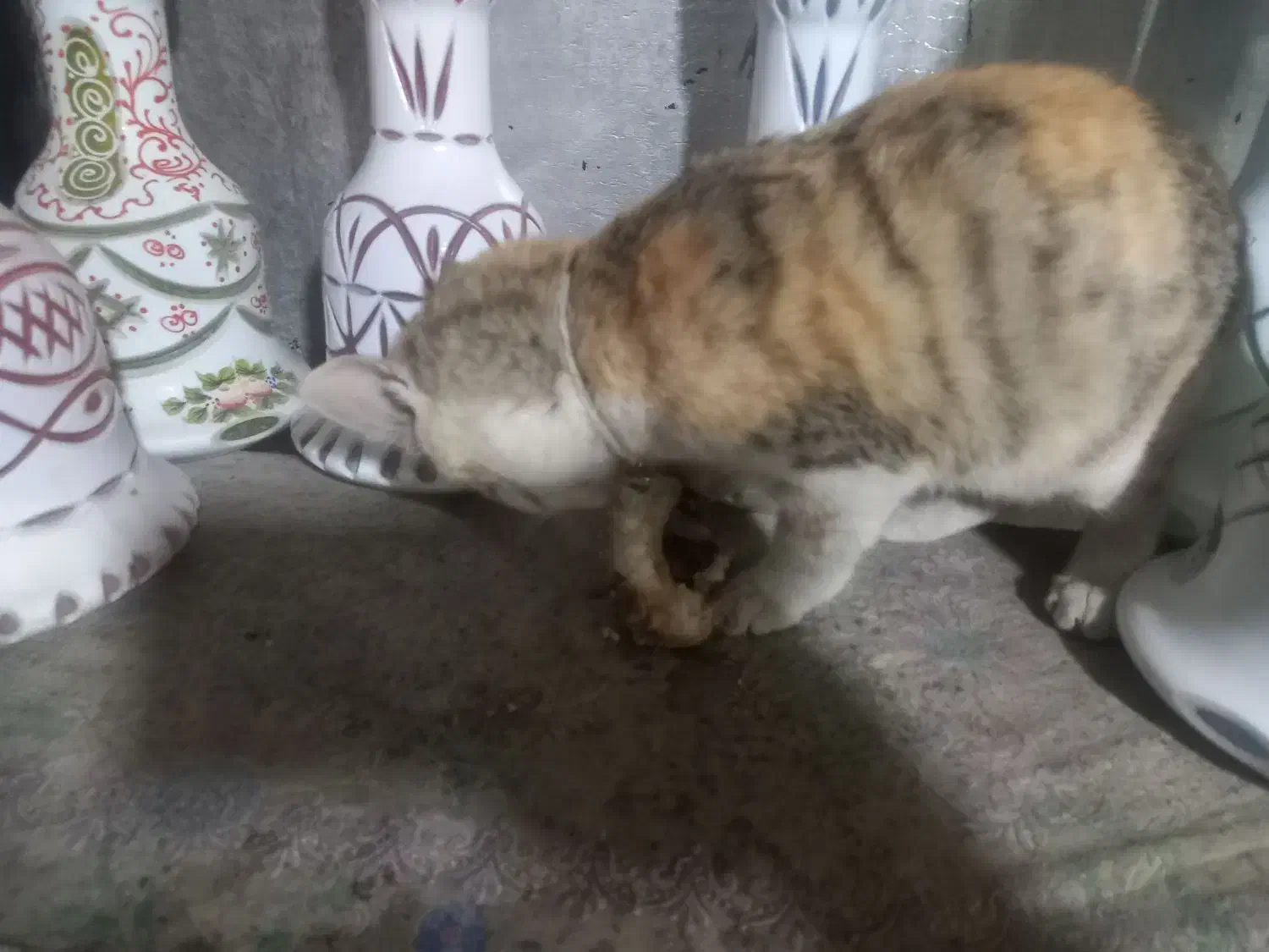 گربه پیدا شده|گربه|کرمانشاه, |دیوار