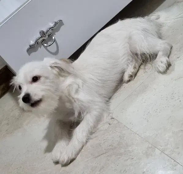 واگذاری پت خانگی|سگ|شاهین‌شهر, شهرک هشت بهشت|دیوار