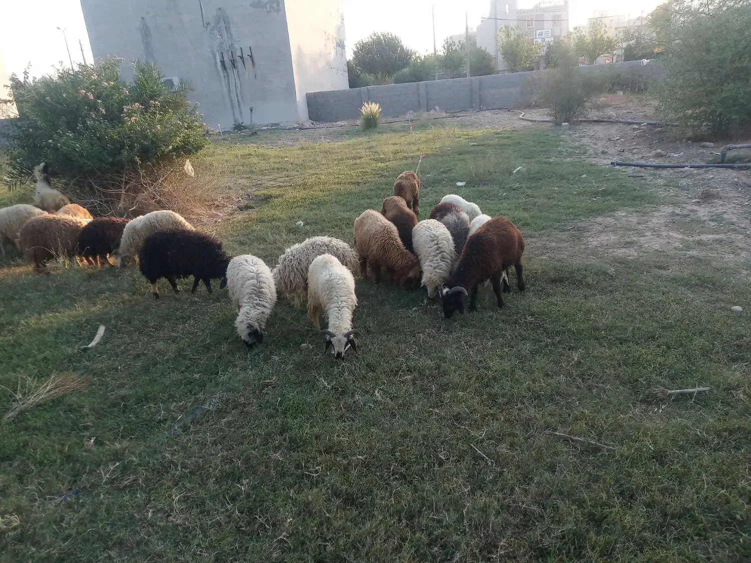 بره|حیوانات مزرعه|جم, |دیوار