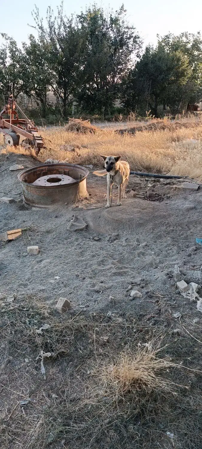 سگ گرگی|سگ|بهار, |دیوار