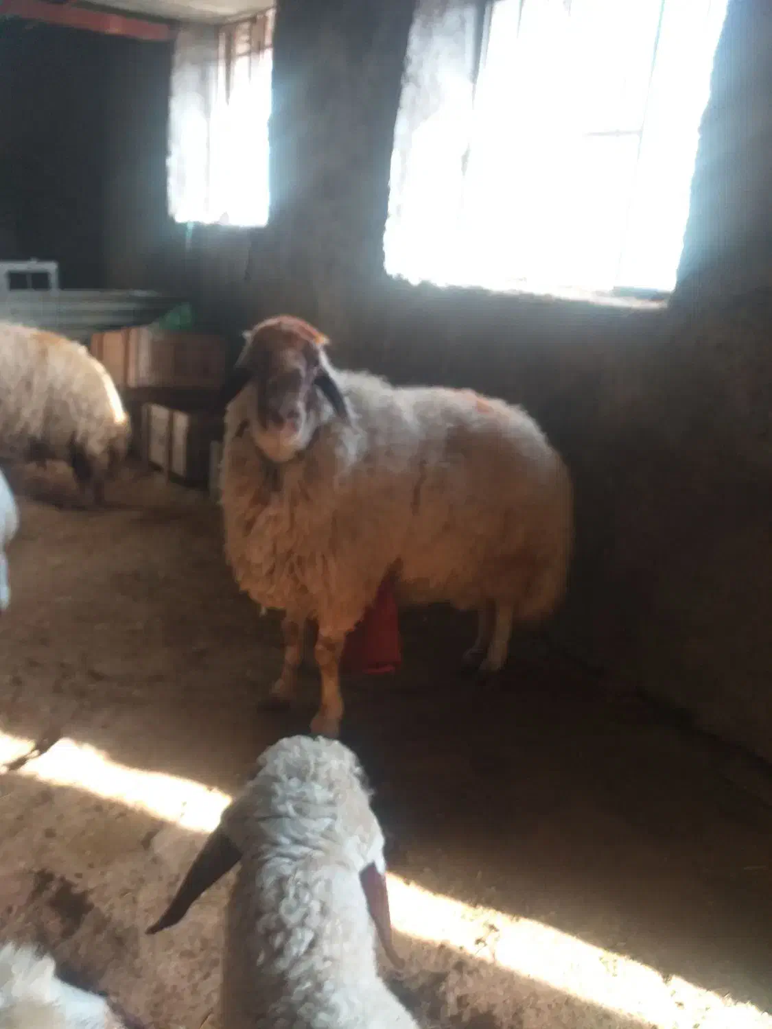 ورن سنجابی|حیوانات مزرعه|سرپل ذهاب, |دیوار