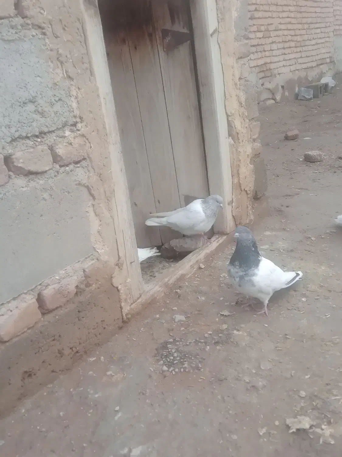 موی باش گرفتنی|پرنده|ملکان, |دیوار