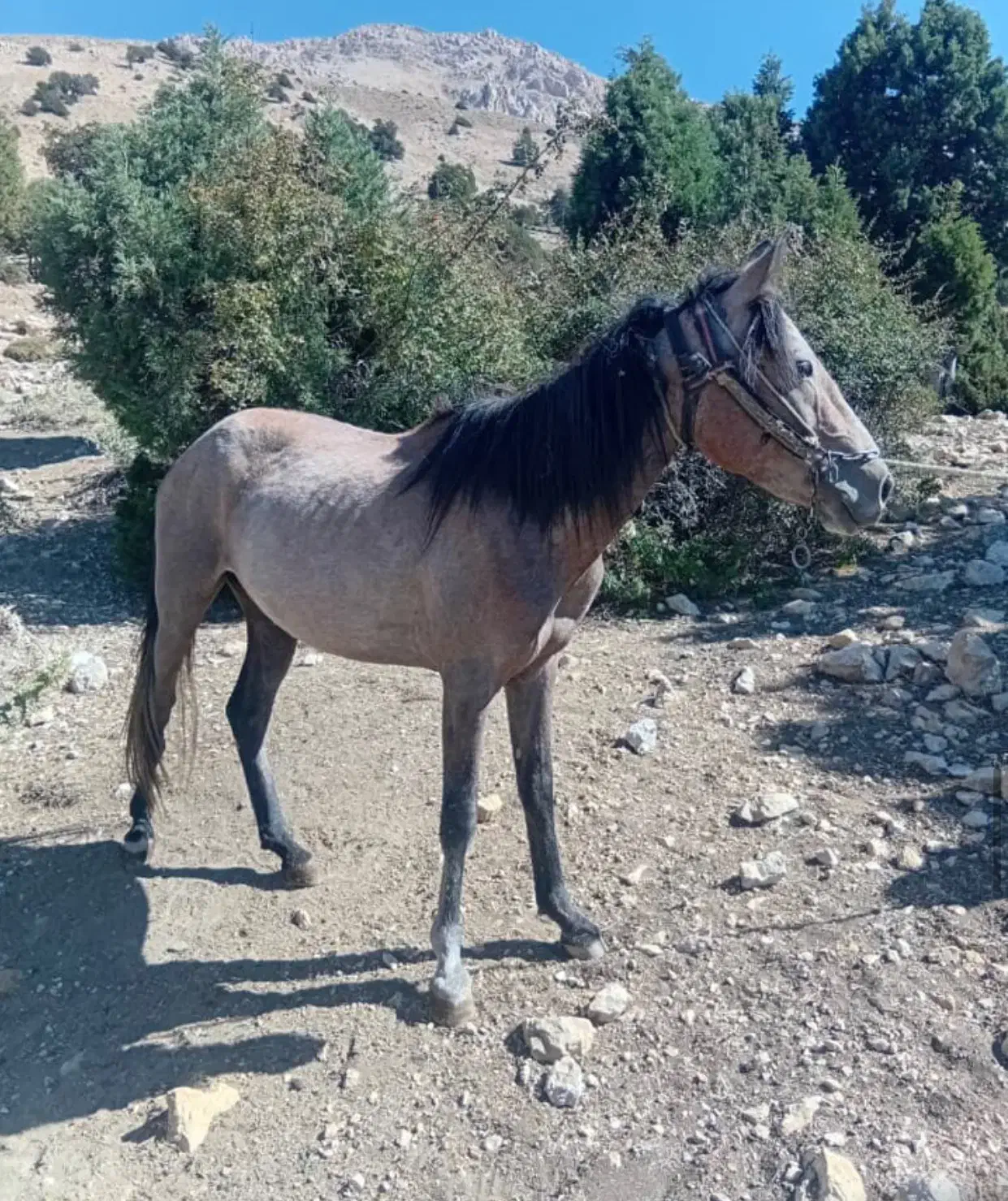 مادیان ۳سال|اسب و تجهیزات اسب‌سواری|مهدی شهر, |دیوار