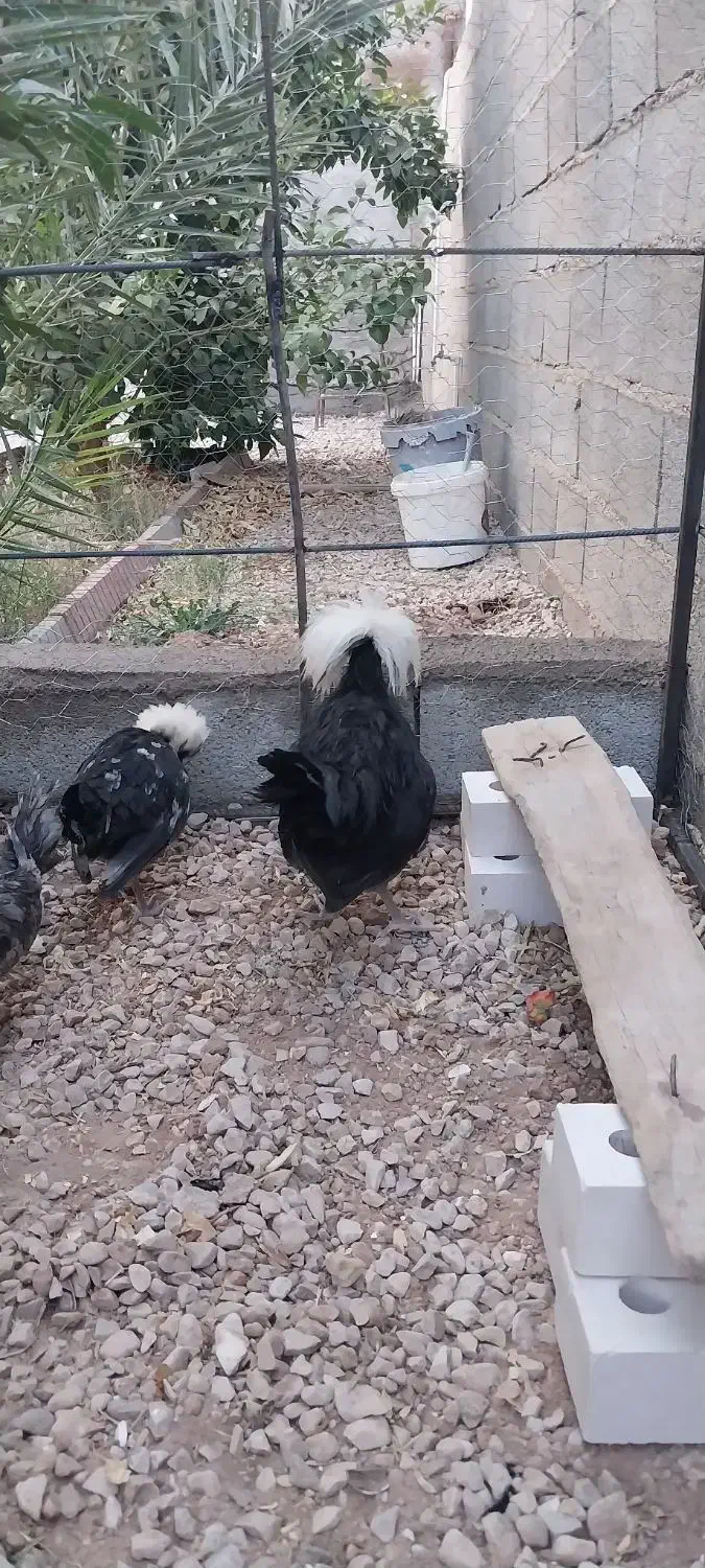 دو عدد خروس ویک عدد مرغ  نژاد سلطان|حیوانات مزرعه|طبس, |دیوار