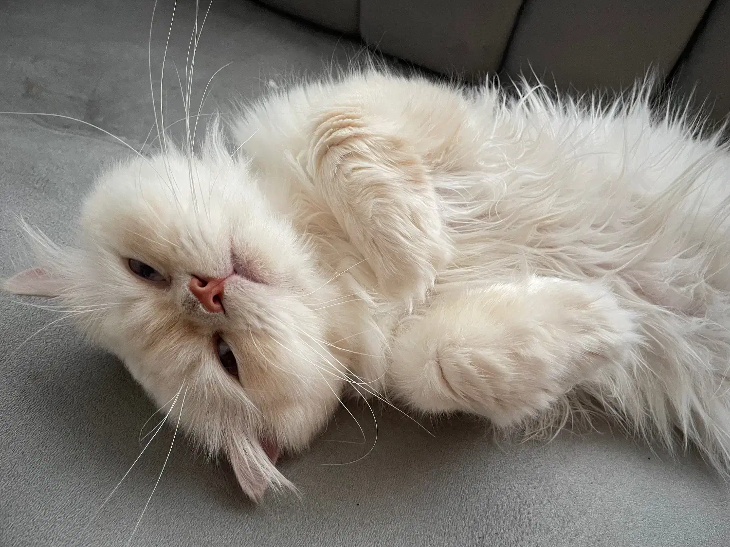 گربه|گربه|قزوین, |دیوار