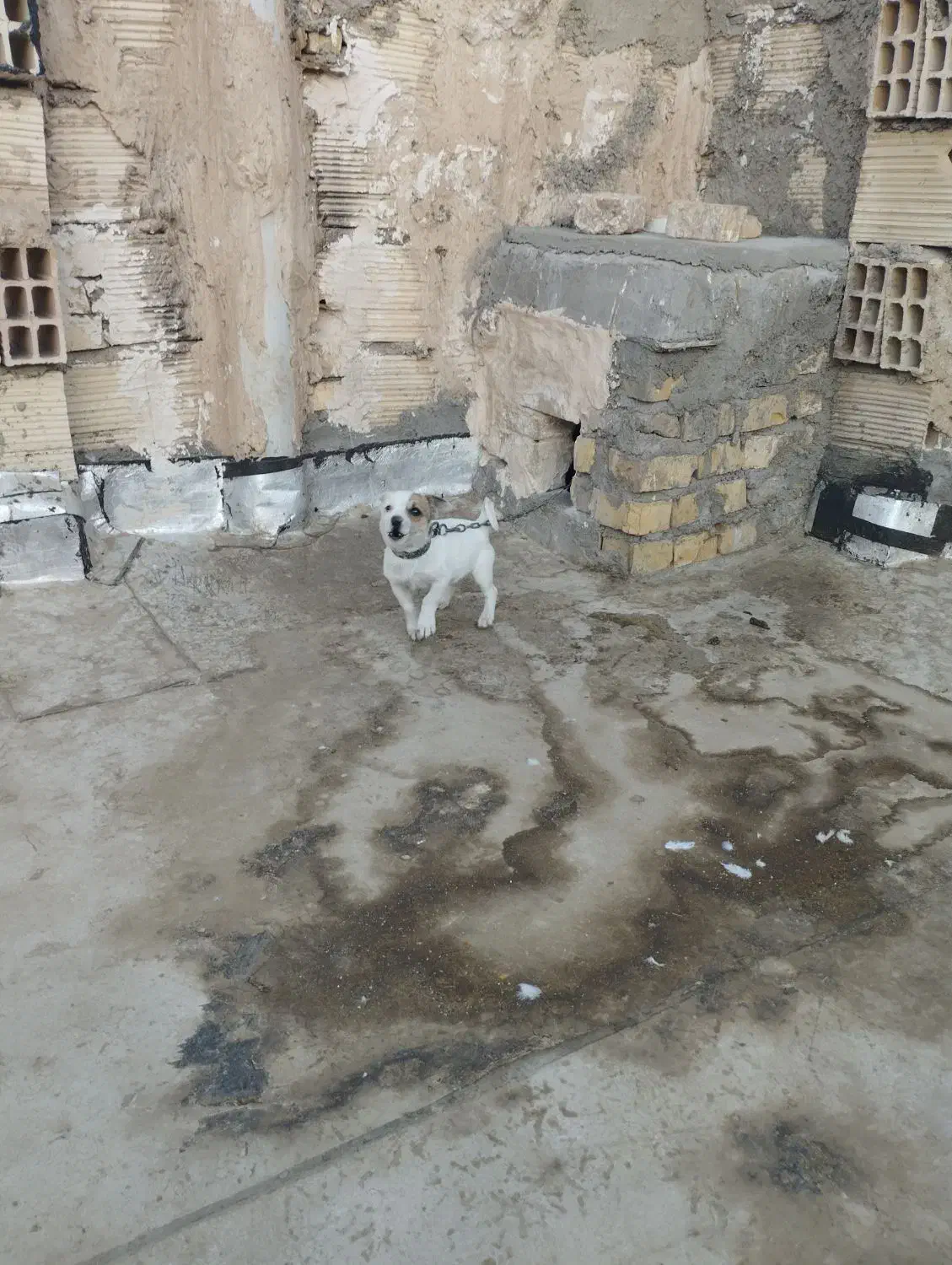 توله ۳ ماهه جیبی ماده|سگ|نیشابور, مدرس|دیوار