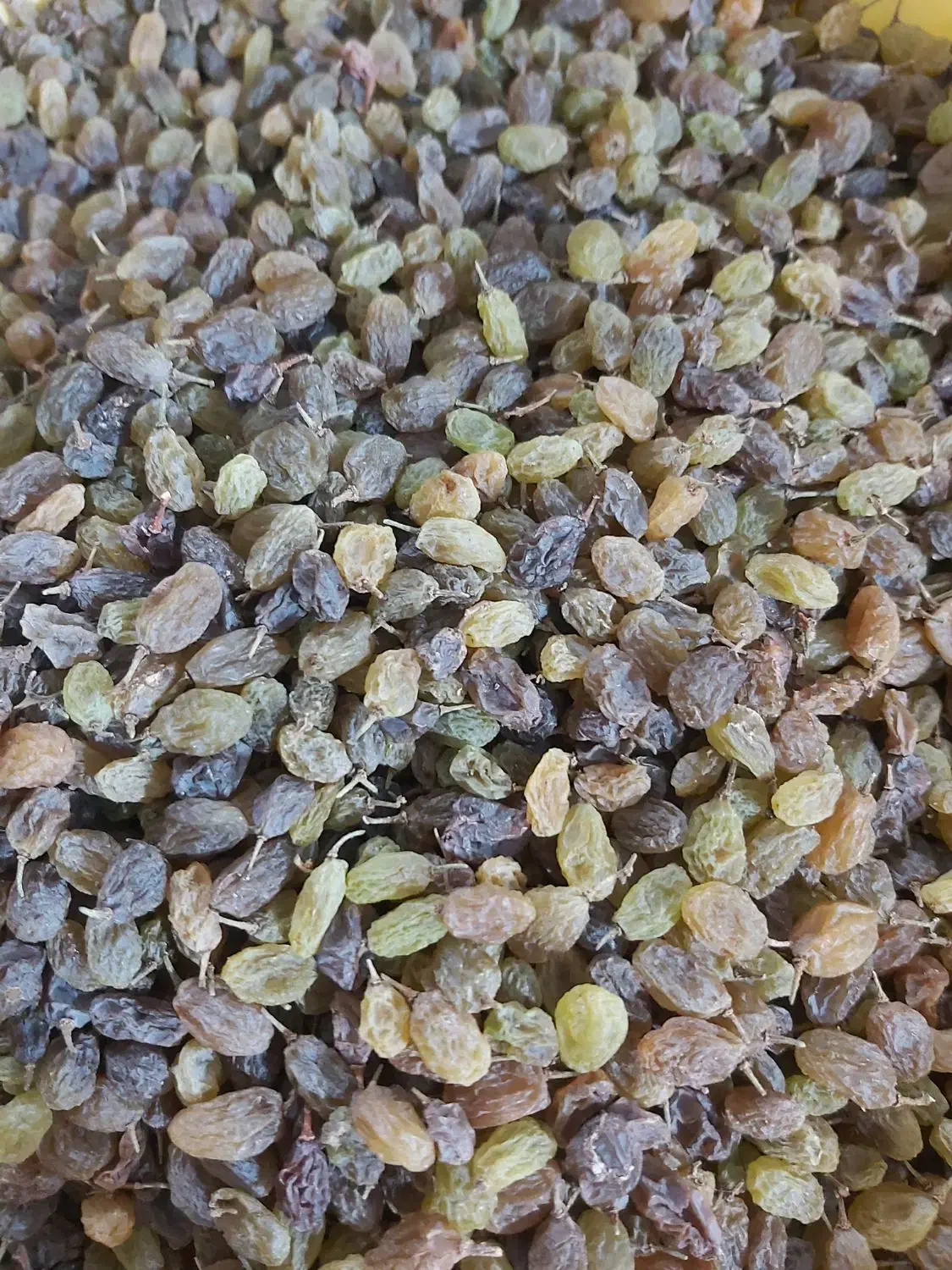 کشمش سایه خشک ارگانیک|خوردنی و آشامیدنی|ملایر, |دیوار