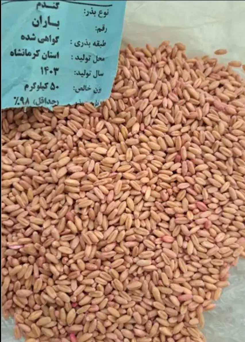 بذر گندم باران دیمی اصلاح شده  درجه یک زیر قیمت|خدمات باغبانی و درختکاری|شاهین دژ, |دیوار