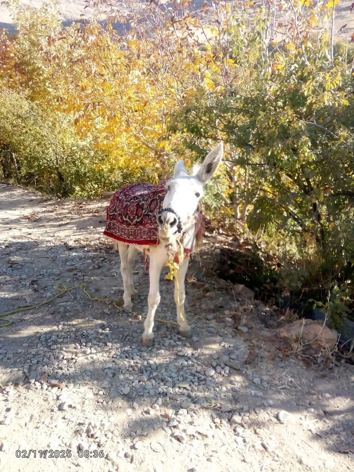 حیوان مزرعه|حیوانات مزرعه|دینور, |دیوار