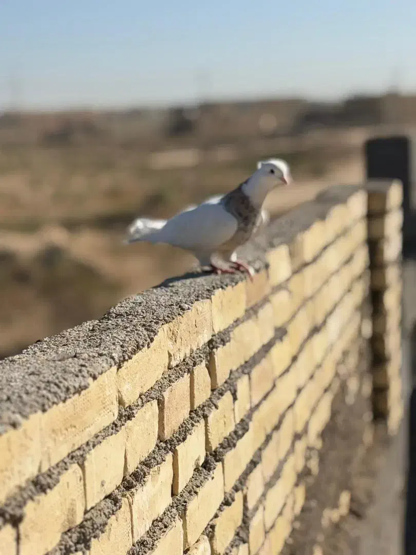 سه عدد کبوتر رنگی|پرنده|کرخه, |دیوار