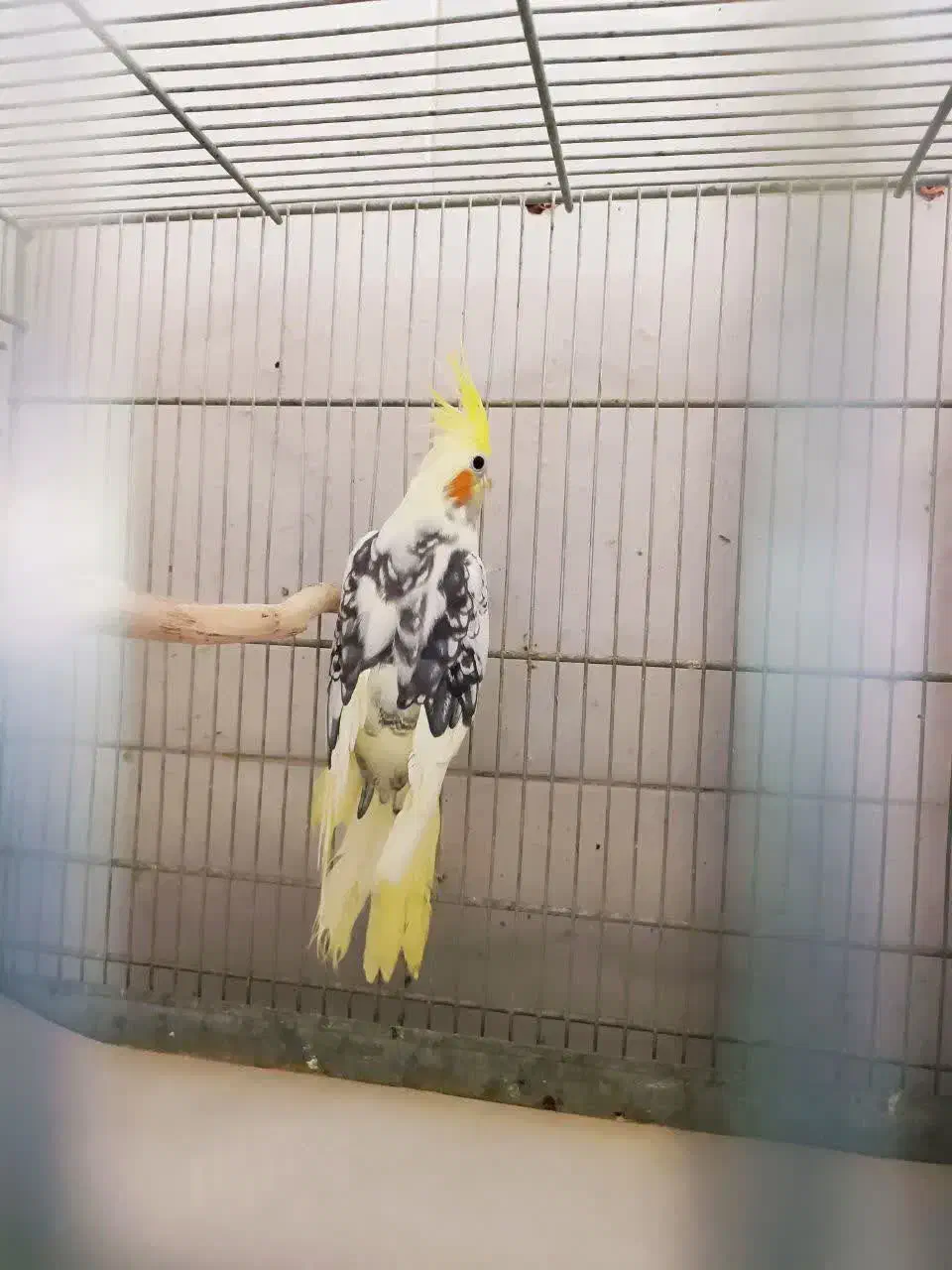 طوطی‌عروس‌‌دستی|پرنده|قم, سید معصوم|دیوار