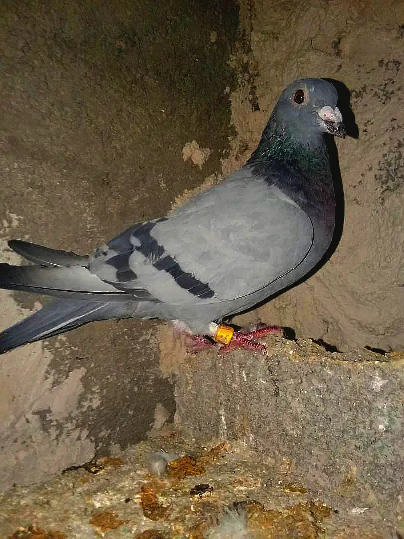 کفتر پلاکی|پرنده|کازرون, |دیوار