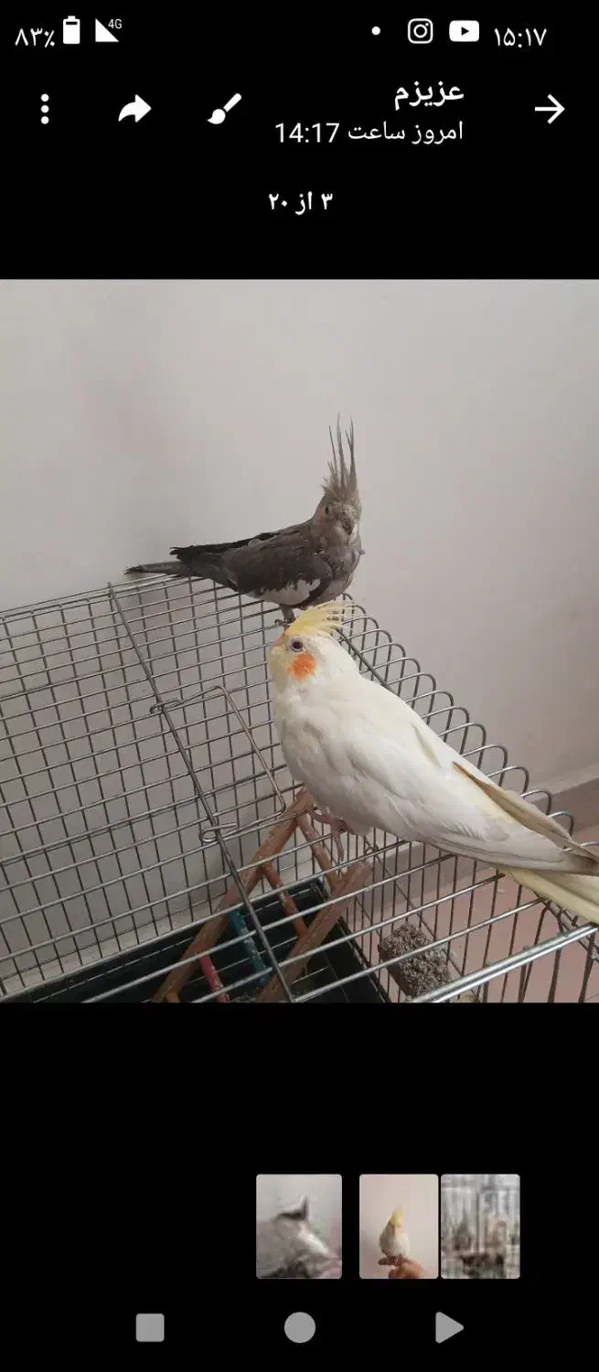 فروش|پرنده|محمدیه-قزوین, |دیوار