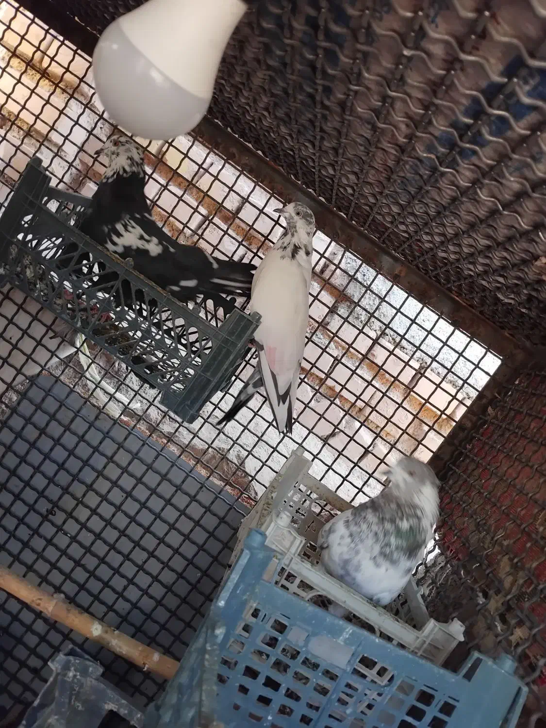 ۱۰عددکبوترتهرانیموقعیتجوین|پرنده|سبزوار, زینبیه|دیوار