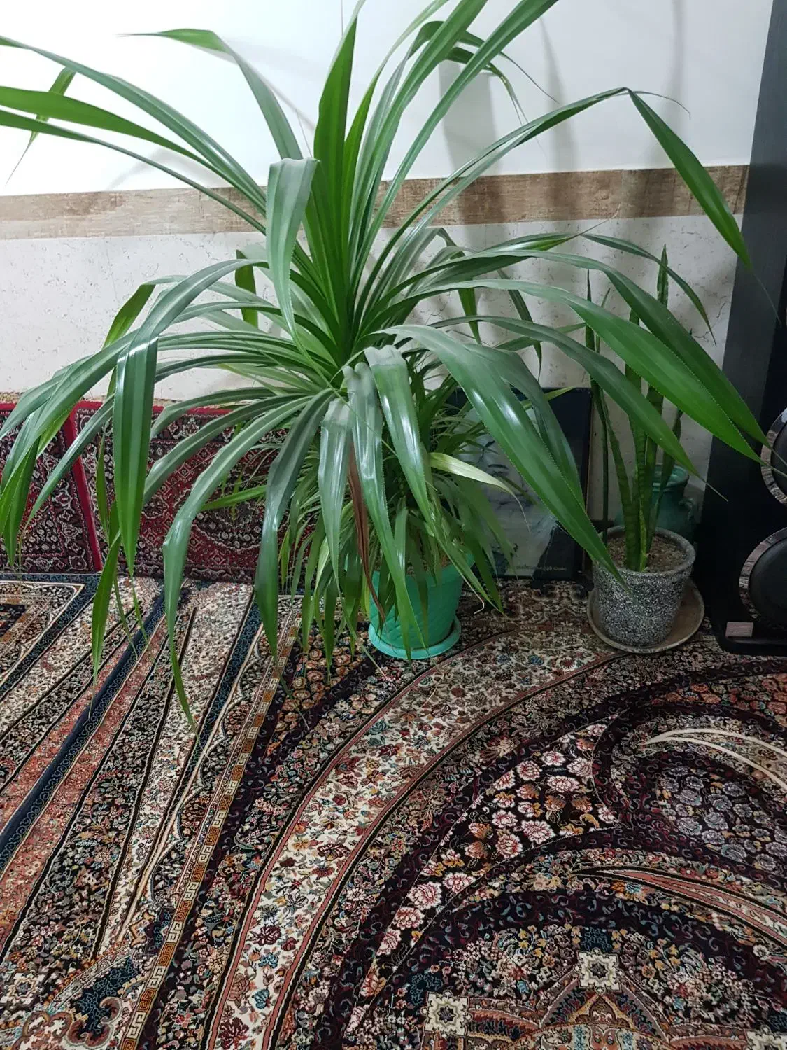 این گل به فروش میرسد|گل و گیاه طبیعی|سنندج, |دیوار