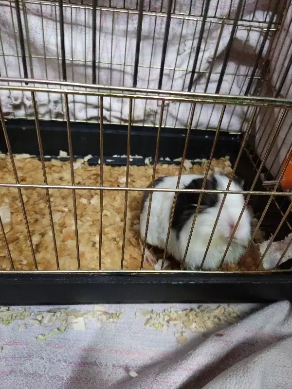 خوکچه هندی ماده با قفس|موش و خرگوش|ری, ملک‌آباد|دیوار