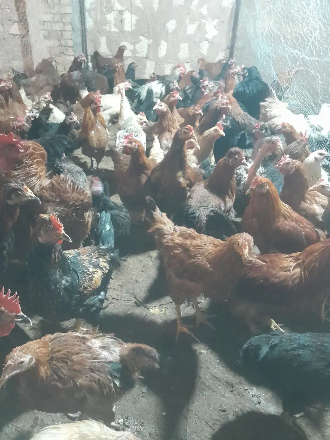 مرغ و خروس و جوجه ۲ ماهه|حیوانات مزرعه|یزد, |دیوار