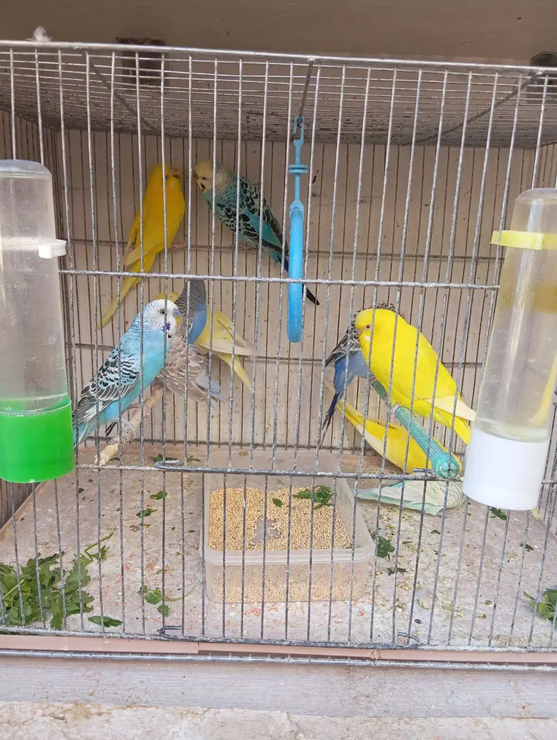 مرغ عشق|پرنده|شیراز, ویلاشهر|دیوار