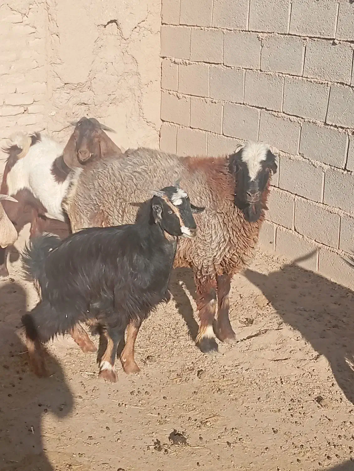 بره نر|حیوانات مزرعه|ارسنجان, |دیوار