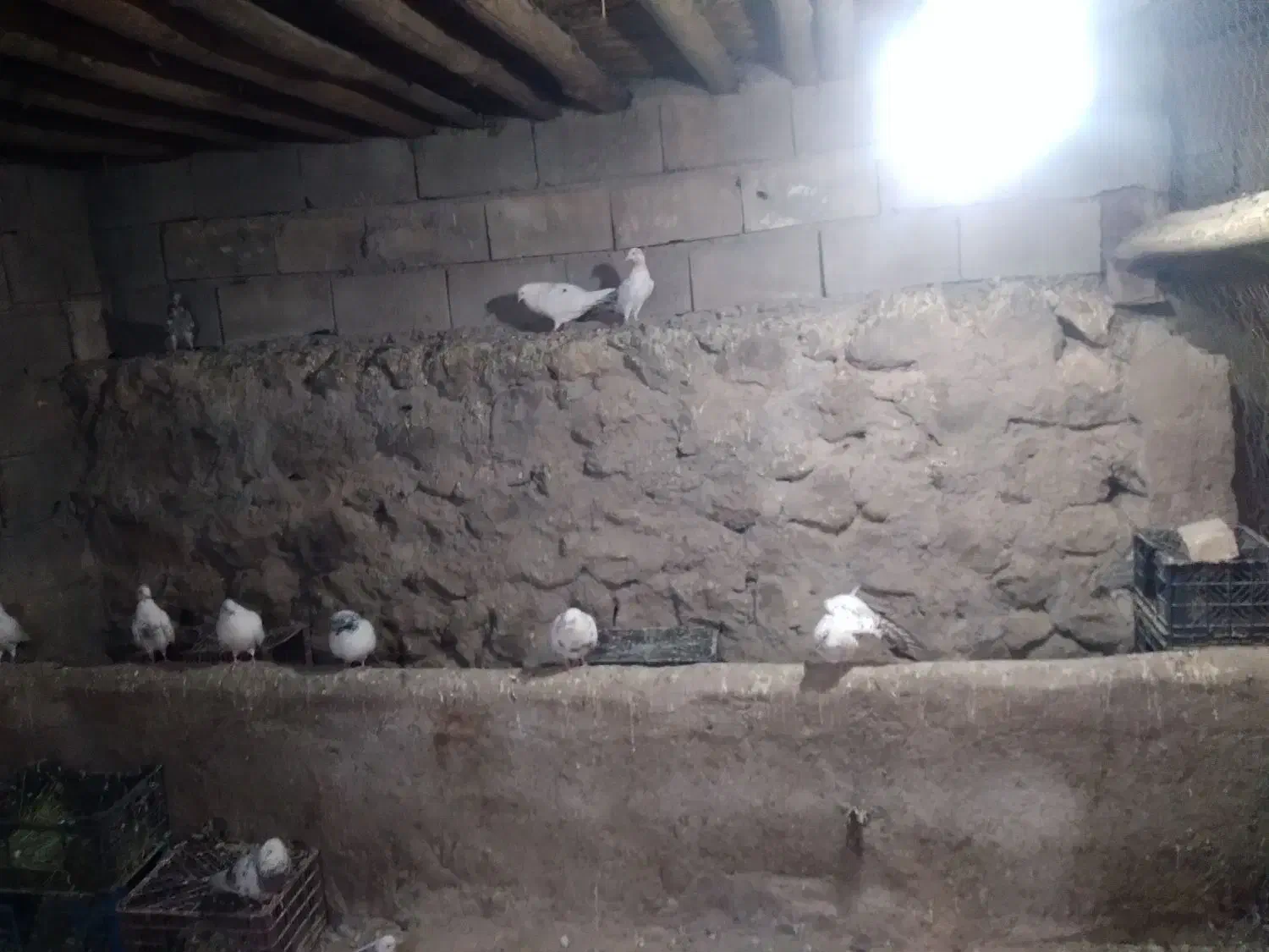 فروش ۲۶ عدد کفتر دونه ۴۰۰ تومن|پرنده|دشتک, |دیوار