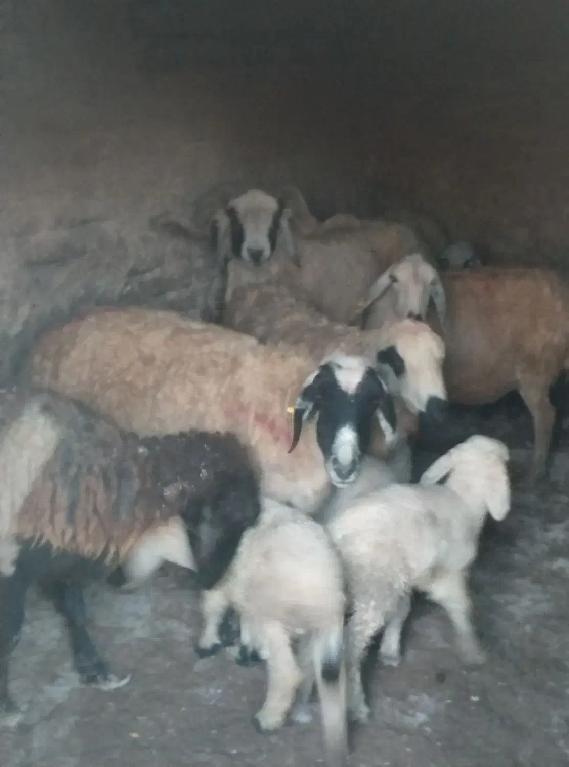 میش زاییده بره‌دار دونه ۱۲ و ۶۰۰ بردسیر|حیوانات مزرعه|کرمان, |دیوار