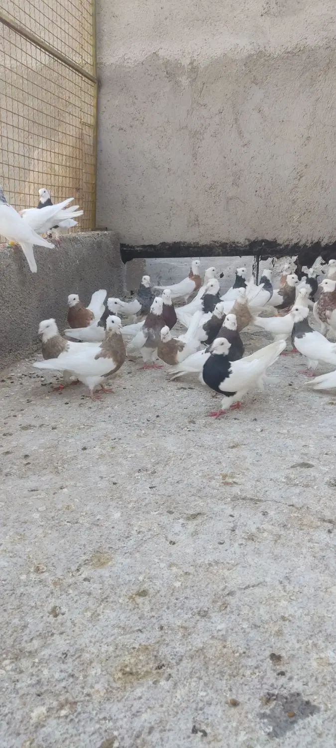 طوقی|پرنده|تاکستان, |دیوار