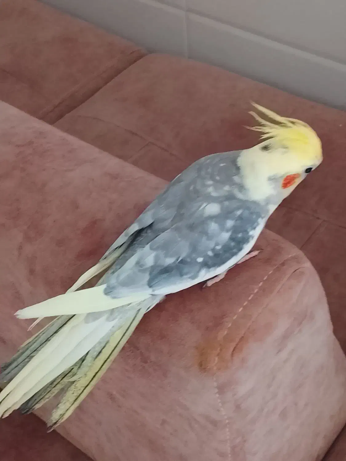 عروس هلندی نر رام|پرنده|سرپل ذهاب, |دیوار