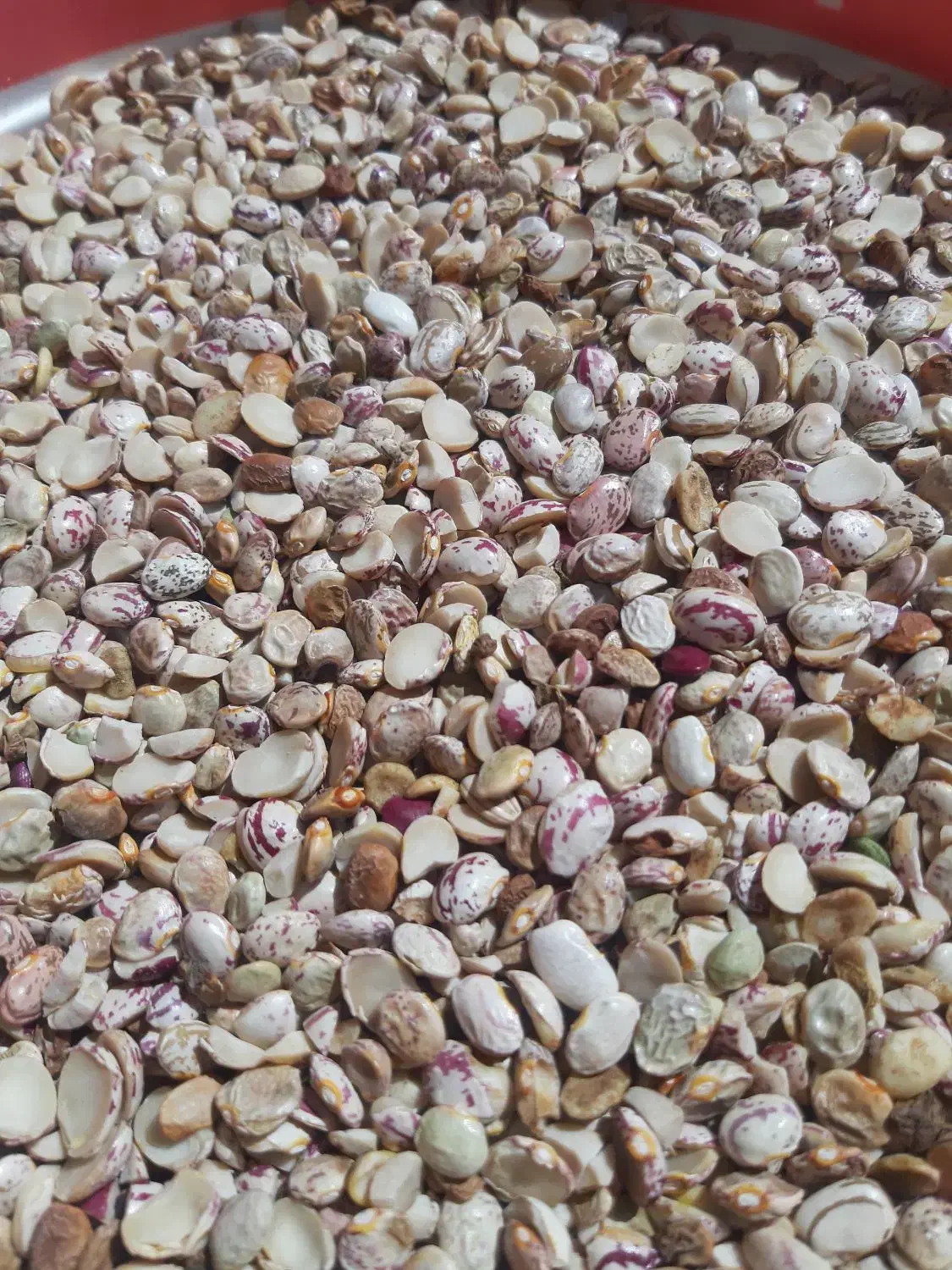 لوبیای آشی|خوردنی و آشامیدنی|صدرا-فارس, فاز ۱|دیوار