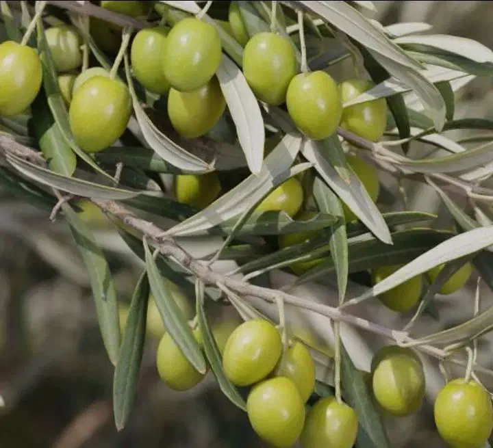 نهال زیتون کنسروالیا و روغن گیری|خدمات باغبانی و درختکاری|مهریز, |دیوار