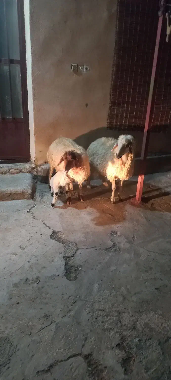 3عدت  شک اول شکم دوتا زاید یکی بره گرفت|حیوانات مزرعه|آبدانان, |دیوار