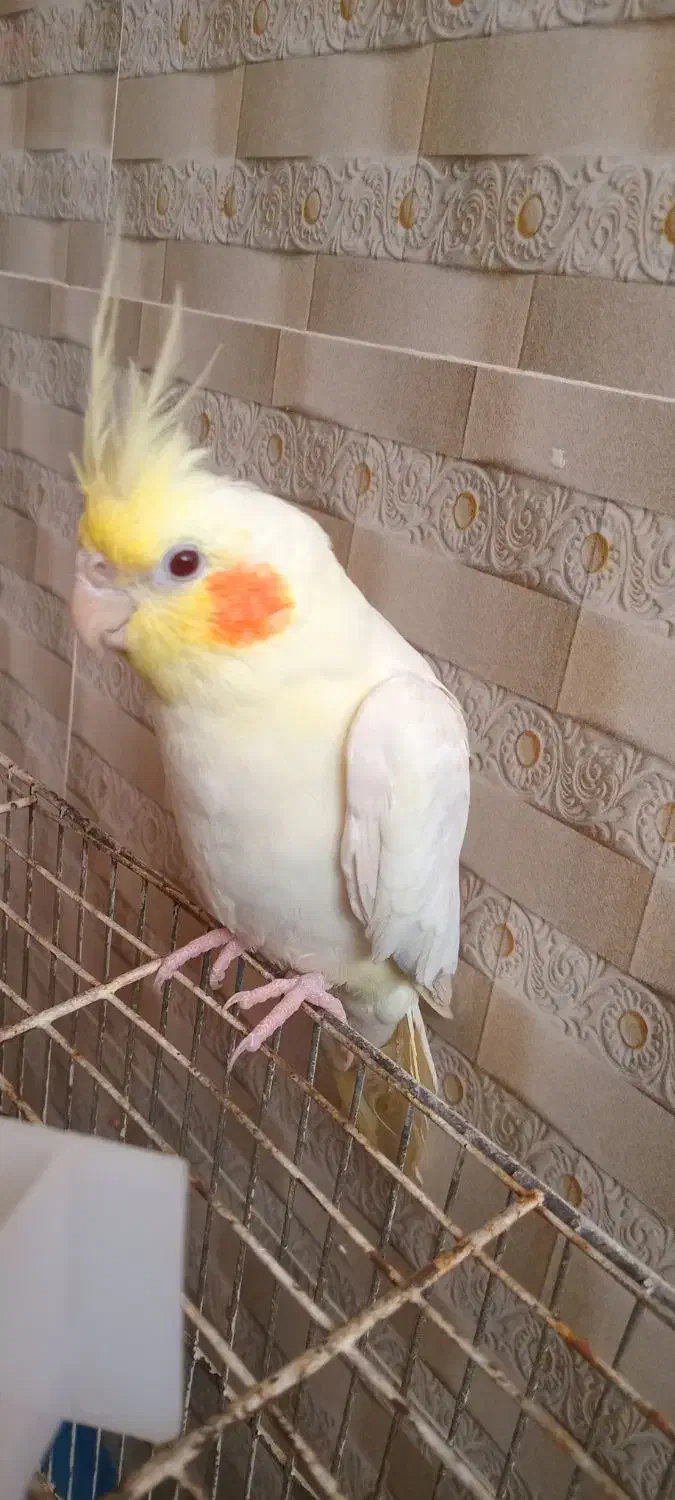 عروس هلندی|پرنده|خرمشهر, |دیوار