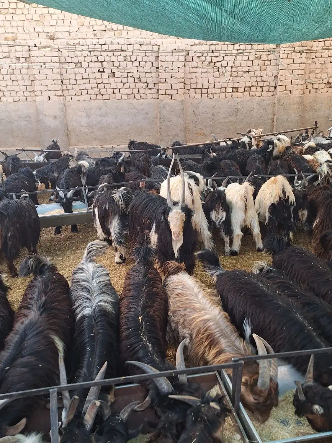 بزغاله فروشی|حیوانات مزرعه|اصفهان, برازنده|دیوار