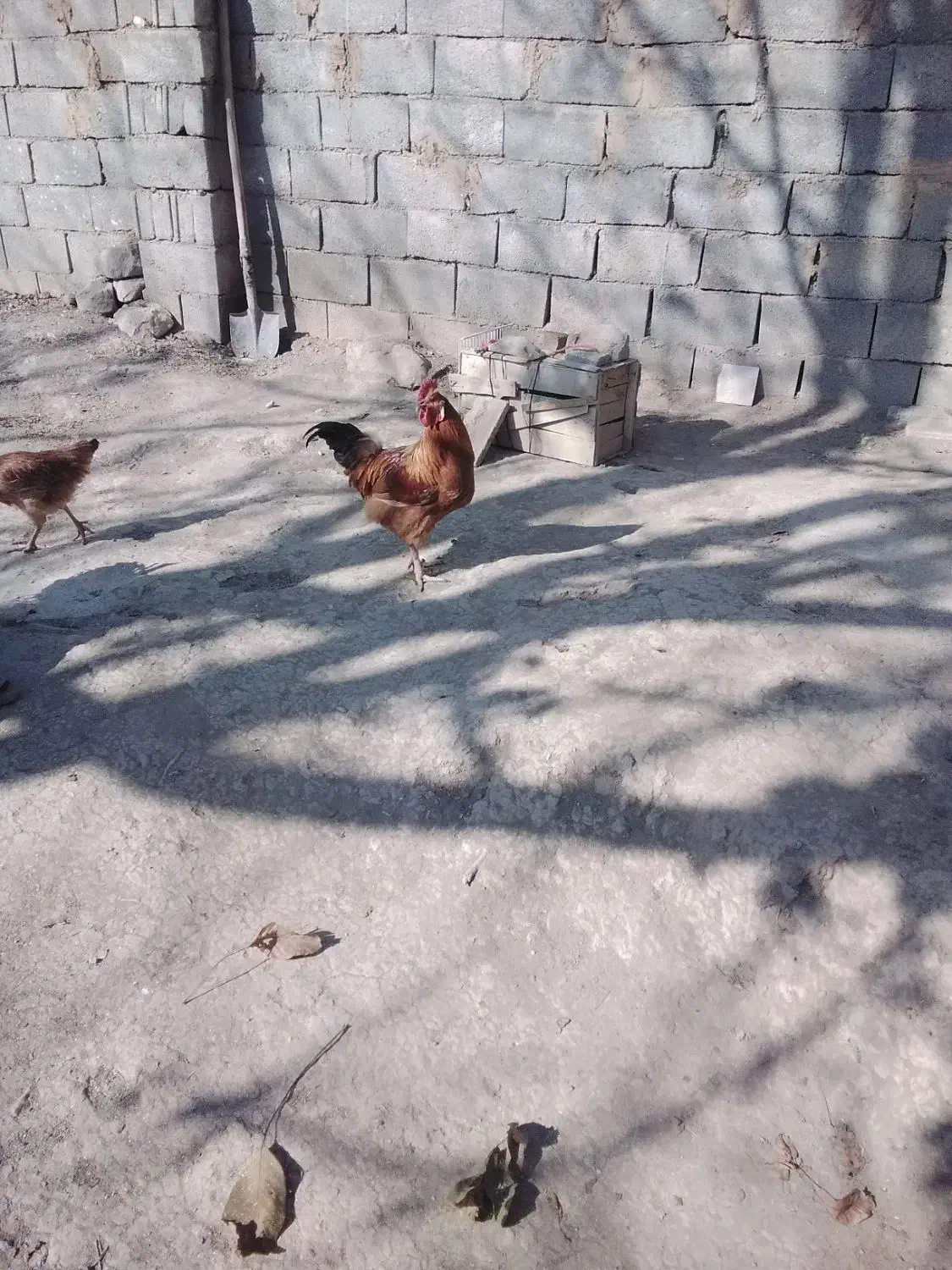 خروس محلی جوان|حیوانات مزرعه|تویسرکان, |دیوار