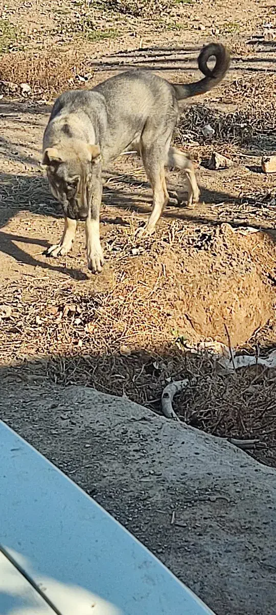 گمشده|حیوانات|شال, |دیوار