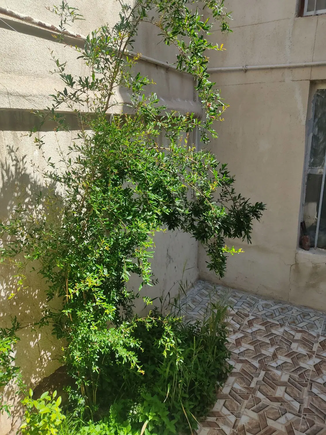 تصویر 3