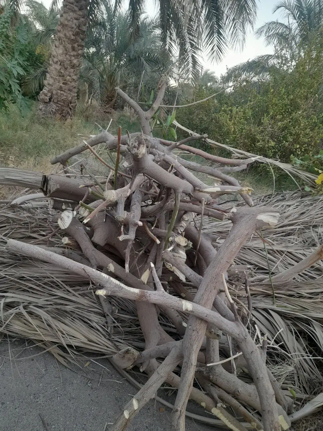 چوب پرتقال برای زغال خیلی خوبه|گل و گیاه طبیعی|گنبکی, |دیوار