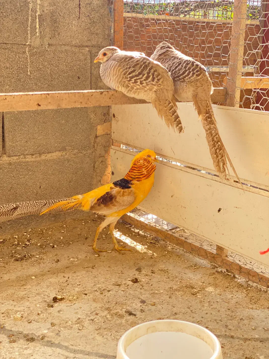 زیبا پرنده|پرنده|رامسر, |دیوار